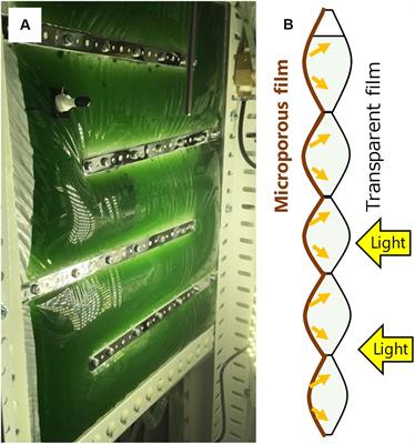 Effect of Membrane Hydrophobicity and Thickness on Energy-Efficient Dissolved Oxygen Removal From Algal Culture